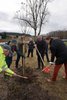 Baum wird gepflanzt, mehrere Personen graben