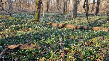 Märzenbecher im Mittelwald Viele Märzenbecher im Wald