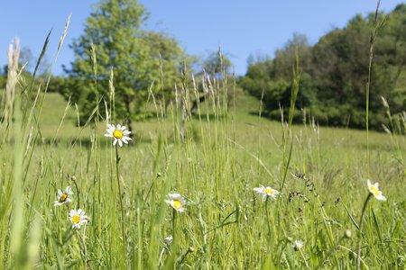 Wiese im Naturpark Steigerwald