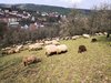 Schafherde auf der Weide