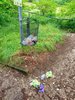 Beispiele für Müll in der Landschaft - Müll neben einem Abfallkorb im Wald
