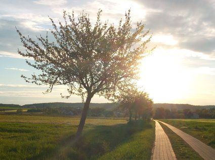 Obstbaum im Sonnenuntergang