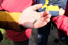 Eichenbock Eichenbock auf Hand