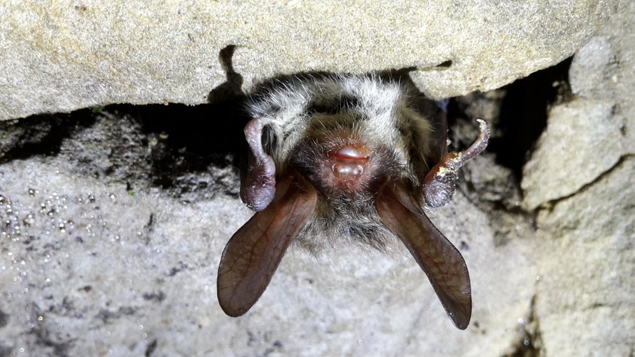 Fledermaus in ihrem Quartier
